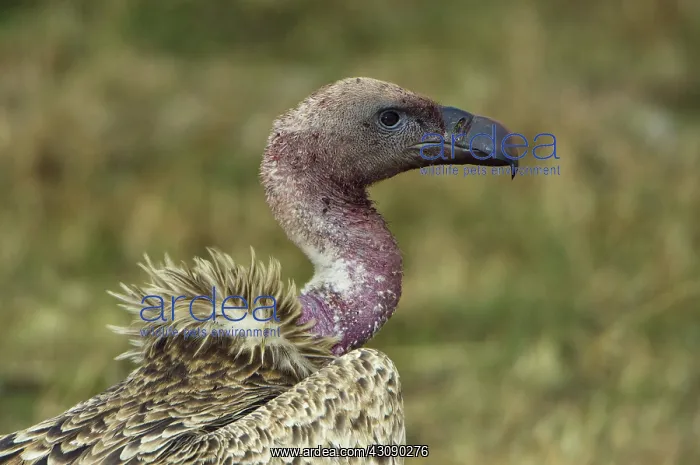 : Ruppell's Vulture : Ruppell's Vulture