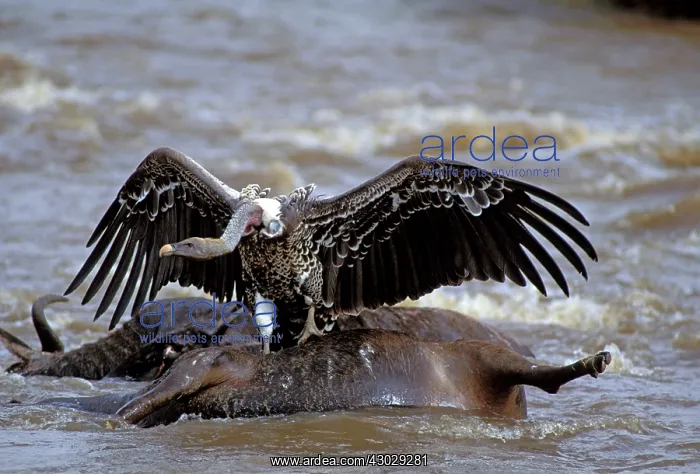  : Ruppell's Vulture on animal carcass in water