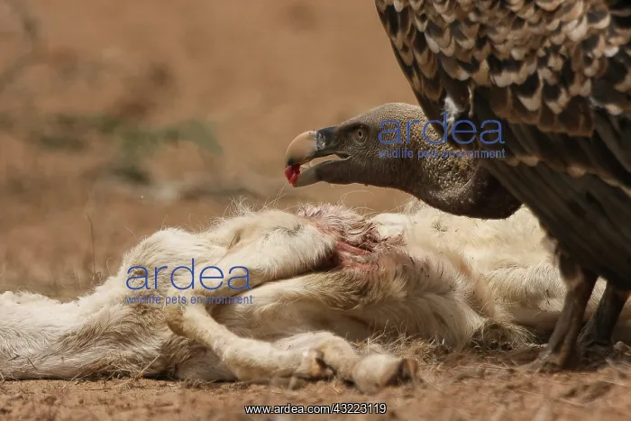 : Ruppell's Vulture eating a dead sheep disease - Senegal : Ruppell's Vulture eating a dead sheep disease - Senegal
