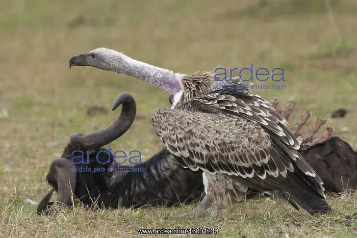 : Ruppells Vulture Feeding on Wildebeest, Kenya : Ruppells Vulture Feeding on Wildebeest, Kenya