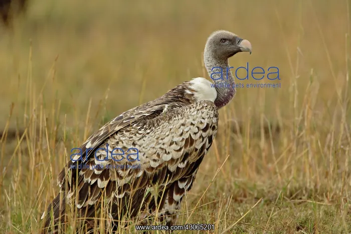 : Ruppell's Vulture, Gyps rueppellii, Masai : Ruppell's Vulture, Gyps rueppellii, Masai