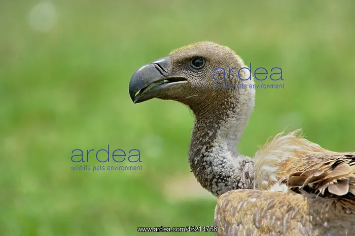 : Ruppell's Vulture, Gyps rueppellii, Serengeti : Ruppell's Vulture, Gyps rueppellii, Serengeti