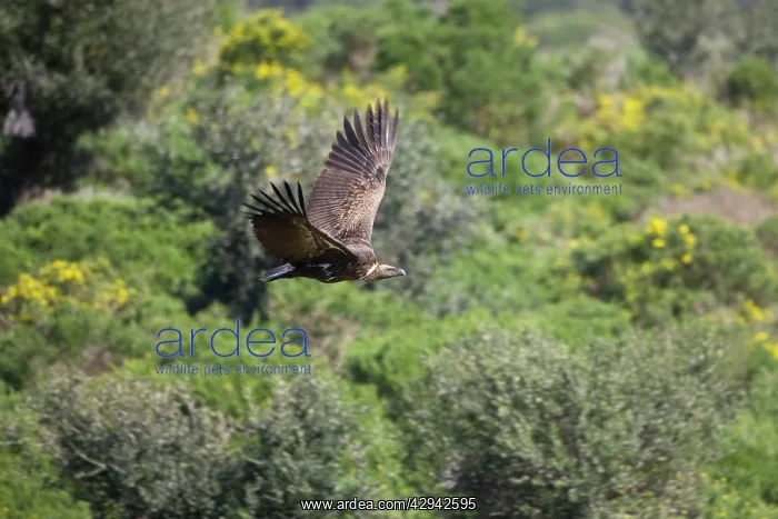 : Ruppell's Vulture - juvenile in flight : Ruppell's Vulture - juvenile in flight