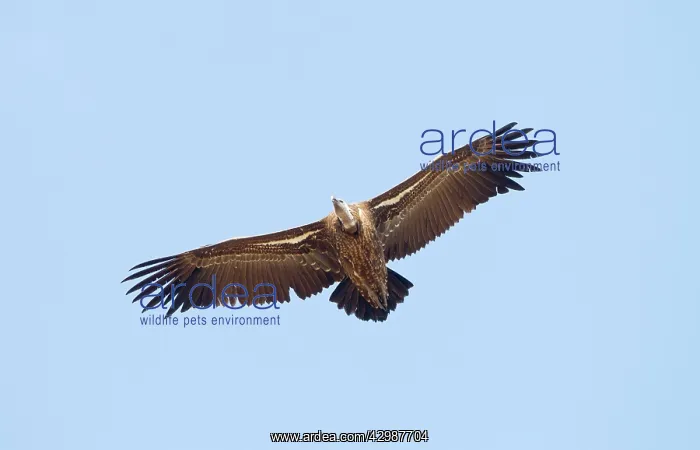 : Ruppell's Vulture - juvenile in flight - October : Ruppell's Vulture - juvenile in flight - October