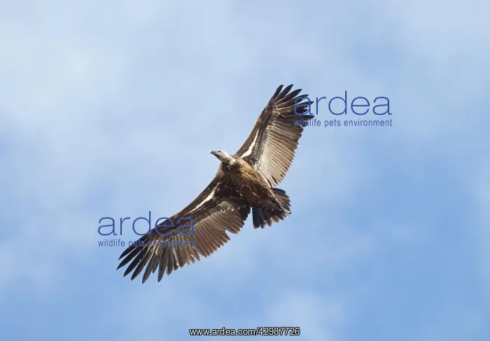 : Ruppell's Vulture - juvenile in flight - October : Ruppell's Vulture - juvenile in flight - October