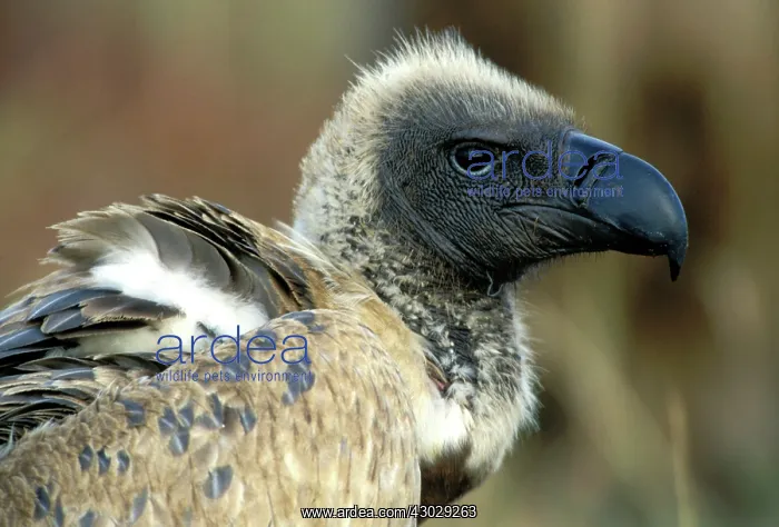 : Ruppell's Vulture portrait : Ruppell's Vulture portrait