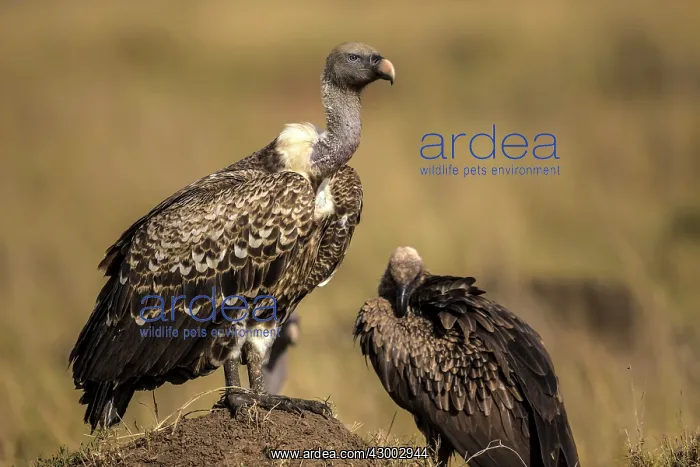 : Ruppell's Vultures on a mound : Ruppell's Vultures on a mound