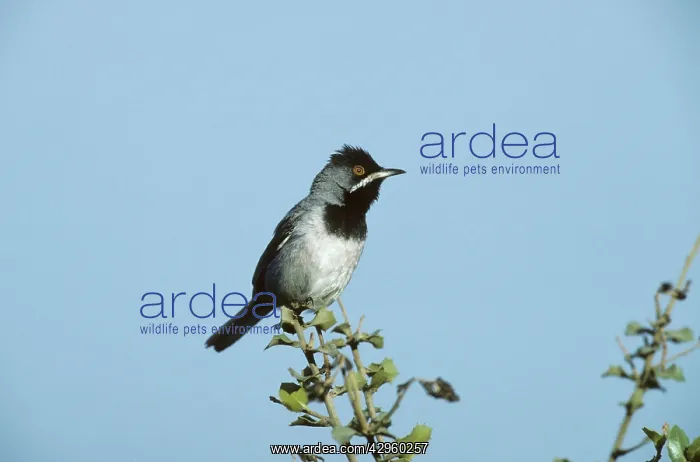 : Ruppell's Warbler : Ruppell's Warbler