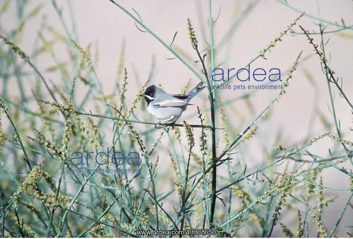  : RUPPELL'S WARBLER - male