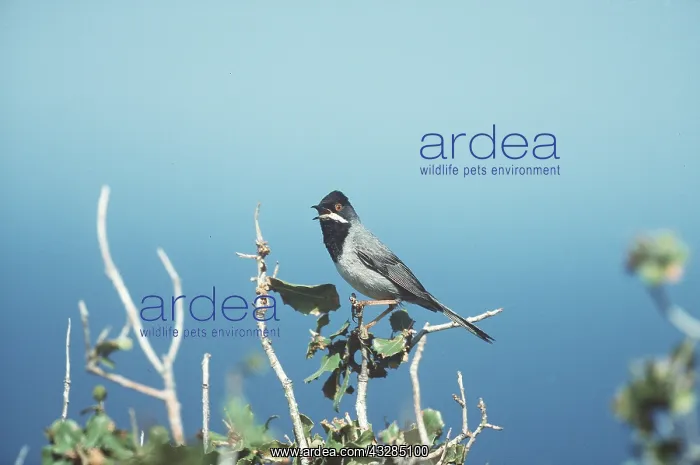 : Ruppell's Warbler - male singing : Ruppell's Warbler - male singing