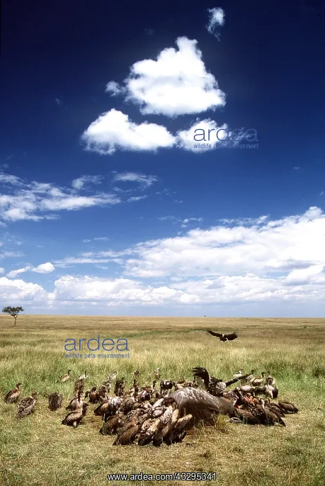  : Ruppell's & White-backed VULTURES - on elephant carcass