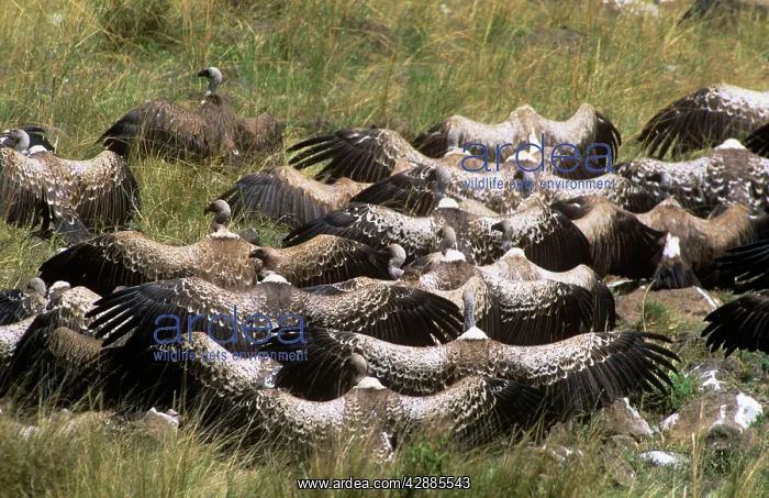  : Ruppels Griffon Vulture & African White-backed