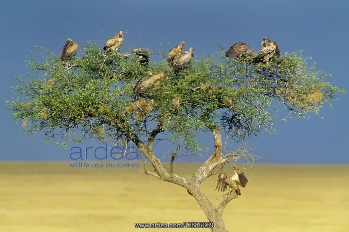  : Ruppels Griffon Vulture & African White-backed