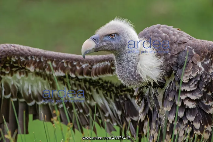  : Ruppel's griffon vulture, Critically endangered species