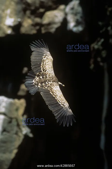  : Ruppels Griffon Vulture - in flight