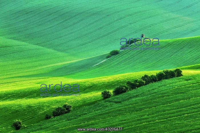 : Rural Europe background, Moravian rolling landsc : Rural Europe background, Moravian rolling landsc