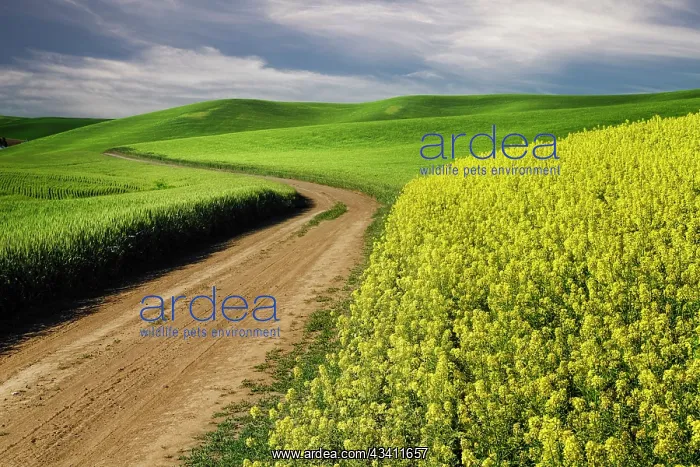 : Rural farm road through yellow canola and green : Rural farm road through yellow canola and green