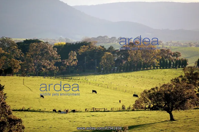 : Rural landscape with Kinglake National Park beyond : Rural landscape with Kinglake National Park beyond