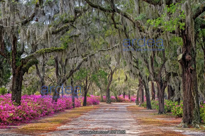 : Rural road with azaleas and live oaks lining roadway : Rural road with azaleas and live oaks lining roadway