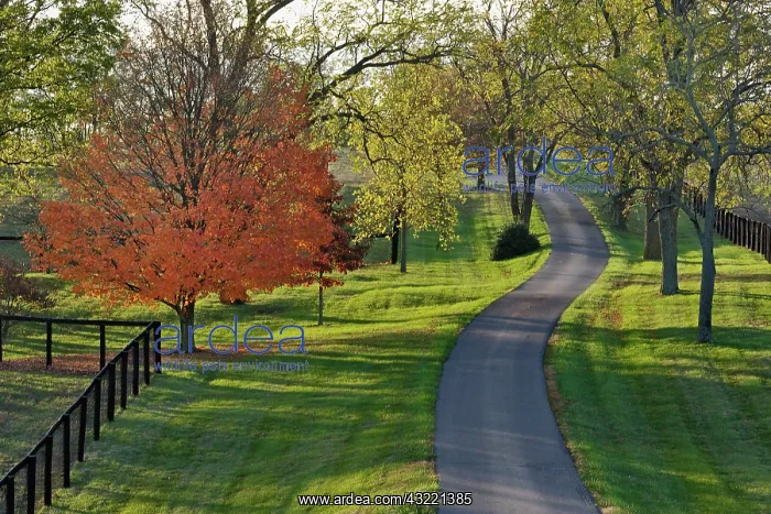 : Rural road through Bluegrass region of Kentucky : Rural road through Bluegrass region of Kentucky