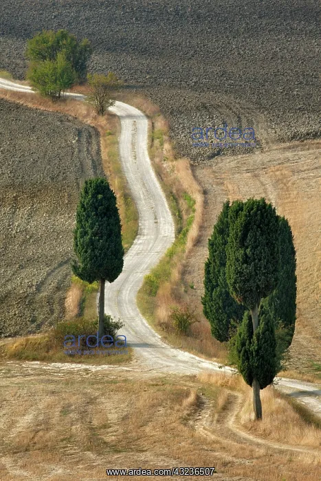 : Rural road across harvested field, near : Rural road across harvested field, near