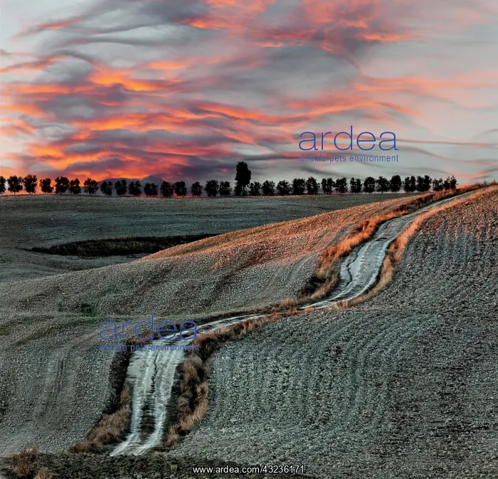 : Rural road and harvested fields at sunset : Rural road and harvested fields at sunset