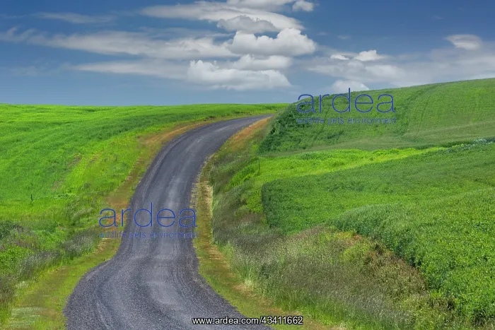 : Rural road through rolling wheat fields, Palouse : Rural road through rolling wheat fields, Palouse