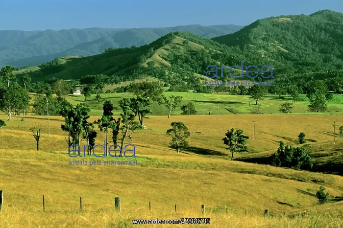 : Rural scene Hunter Valley : Rural scene Hunter Valley