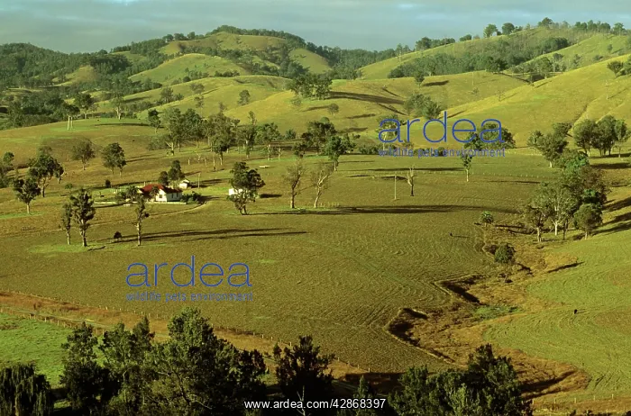 : Rural scene Hunter Valley : Rural scene Hunter Valley