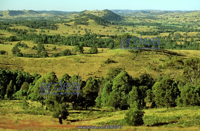 : Rural scene Upper Hunter Valley : Rural scene Upper Hunter Valley