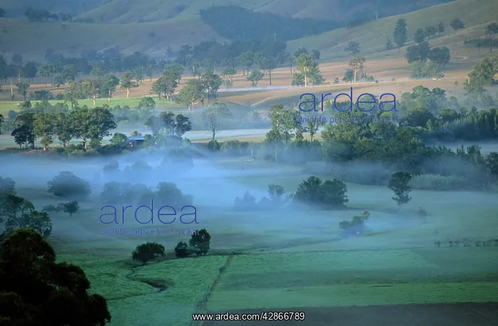 : Rural scene upper Hunter Valley : Rural scene upper Hunter Valley