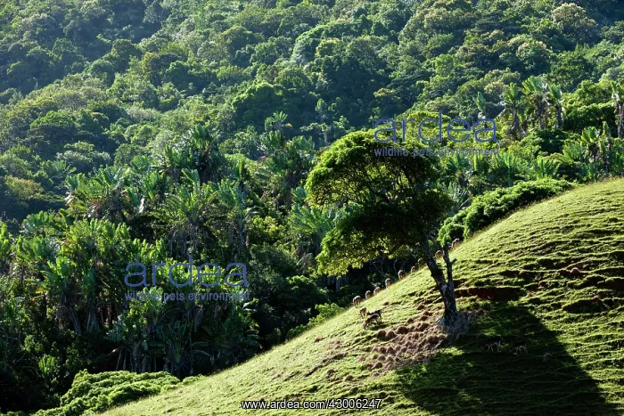 : Rusa deer Javan rusa Sunda sambar : Rusa deer Javan rusa Sunda sambar