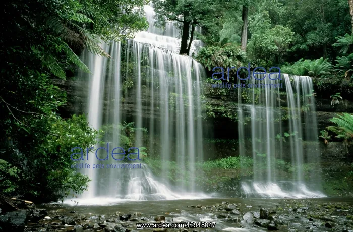 : Russell Falls - drops more than 40m into a cool gorge : Russell Falls - drops more than 40m into a cool gorge