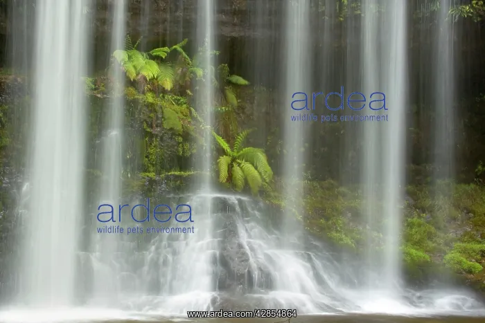  : Russell Falls - detail of the falling water veil