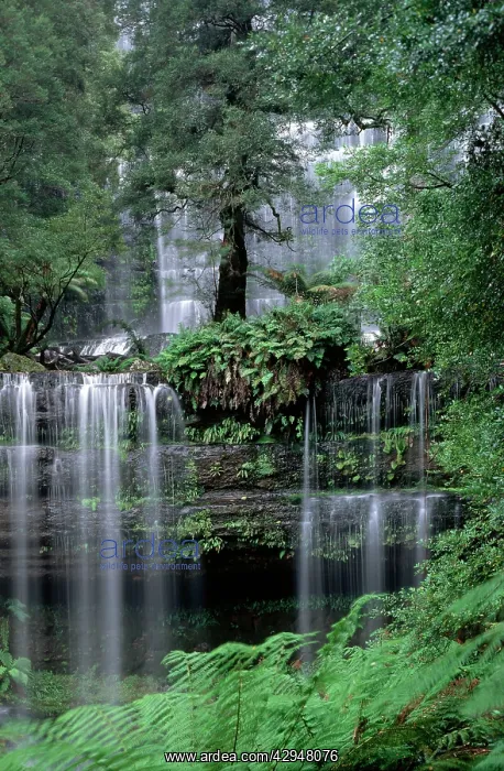 : Russell Falls - Mount Field National Park, Tasmania : Russell Falls - Mount Field National Park, Tasmania