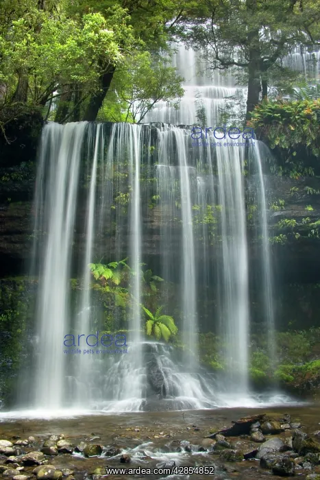 : Russell Falls - stunning waterfall amidst lush : Russell Falls - stunning waterfall amidst lush