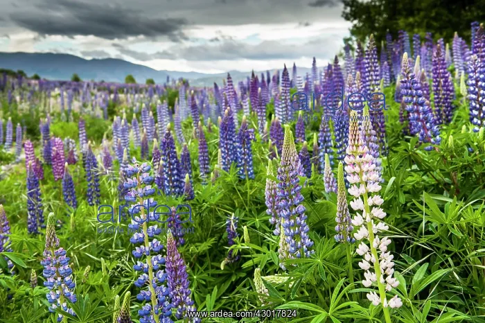 : Russell Lupin Flowers