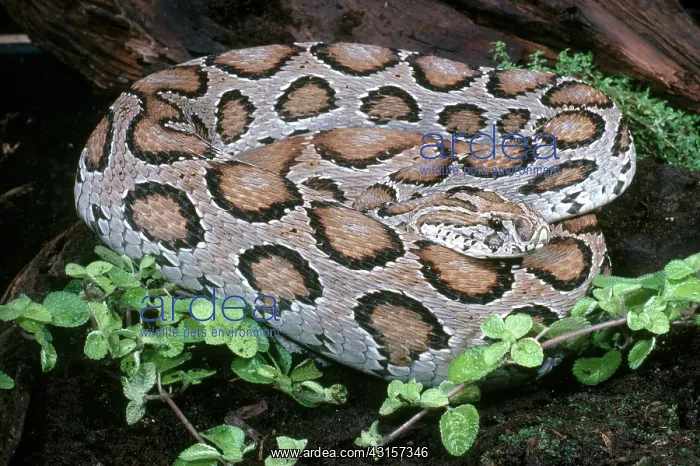 : Russell's Viper : Russell's Viper