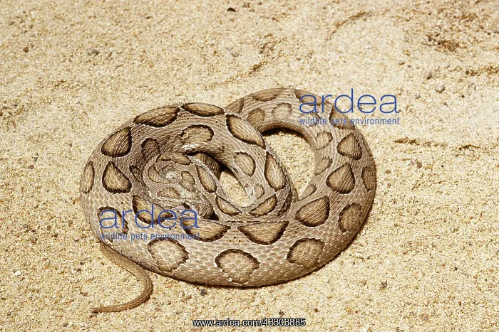 : RUSSELL'S VIPER : RUSSELL'S VIPER