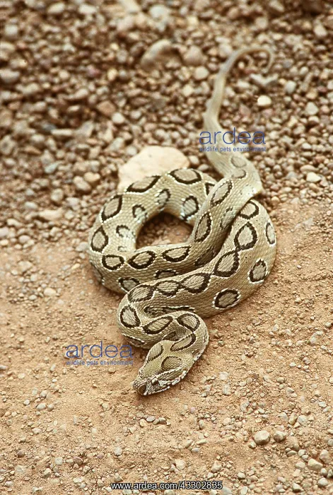 : RUSSELL'S VIPER - COILED : RUSSELL'S VIPER - COILED