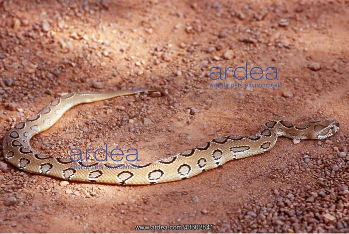  : RUSSELL'S VIPER - ON SAND