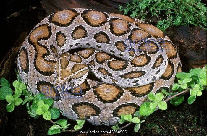 : Russel's Viper : Russel's Viper
