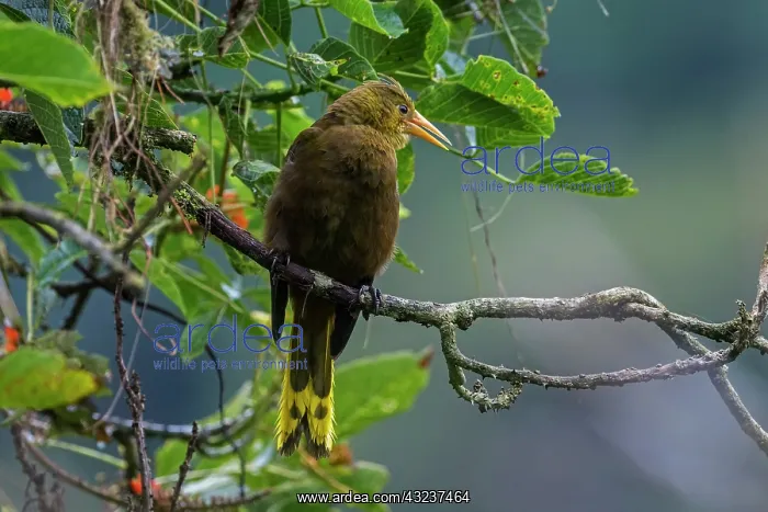 : Russet-backed Oropendola, Cueva de los Guacharos : Russet-backed Oropendola, Cueva de los Guacharos