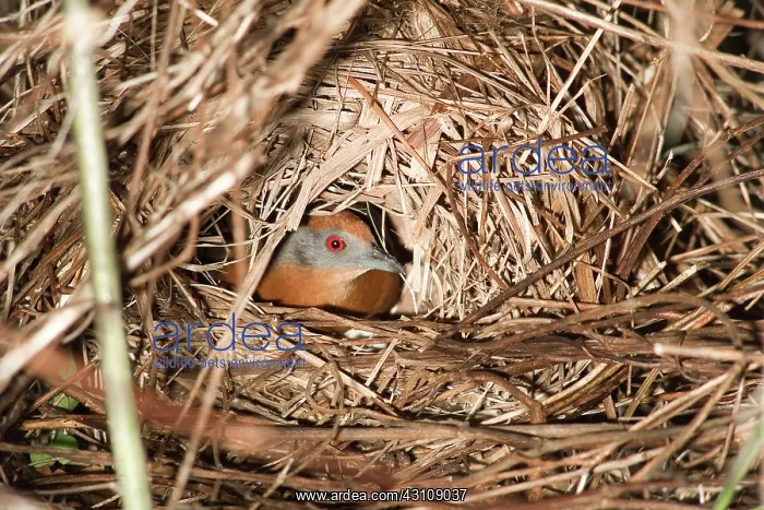 : Russet-crowned Crake breeding : Russet-crowned Crake breeding