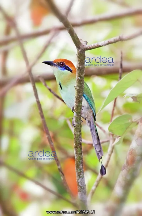 : Russet-crowned Motmot : Russet-crowned Motmot