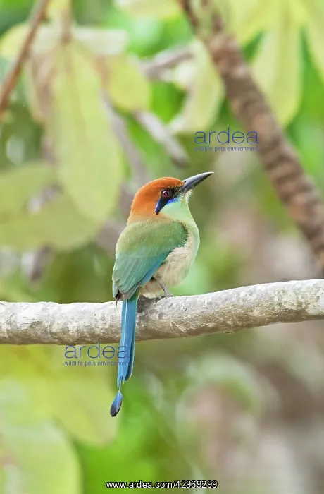 : Russet-crowned Motmot : Russet-crowned Motmot