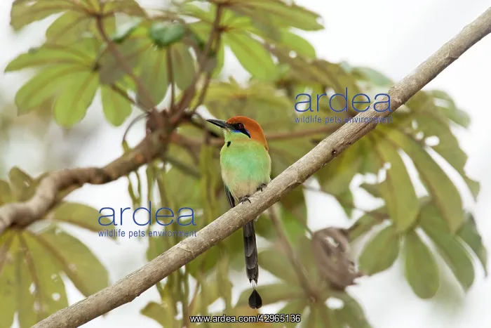 : Russet-crowned Motmot - March : Russet-crowned Motmot - March