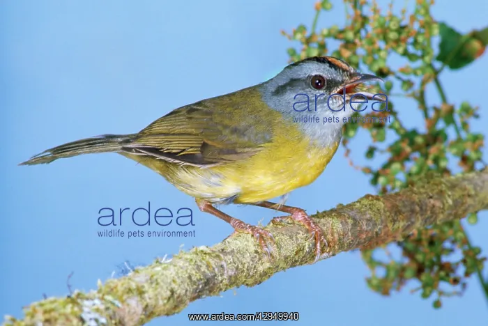: Russet Crowned Warbler : Russet Crowned Warbler