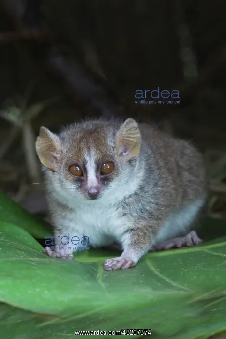 : Russet mouse lemur (Microcebus rufus), Perinet : Russet mouse lemur (Microcebus rufus), Perinet
