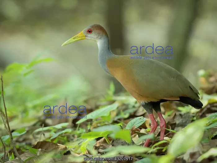  : Russet-naped wood rail (Aramides albiventris)